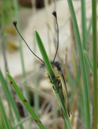 Libelloides lacteus